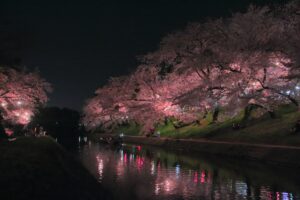 岡崎の夜桜