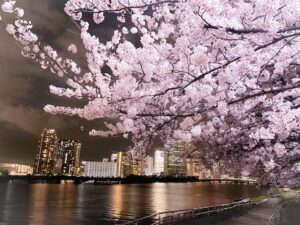 隅田川の夜桜