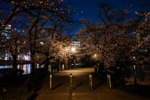 上野恩賜公園の夜桜